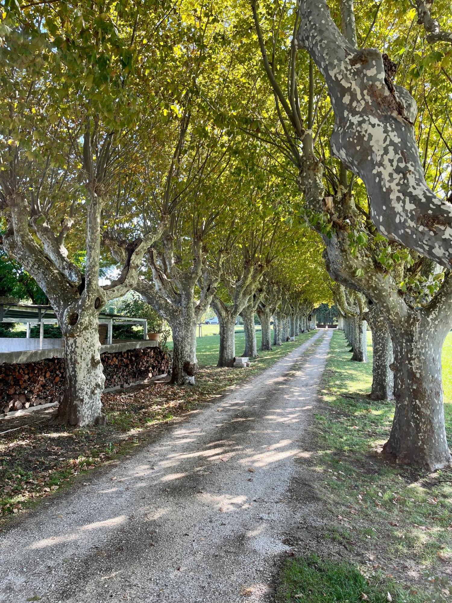 Le Mas Saint Jacques Le Pontet  Exteriér fotografie